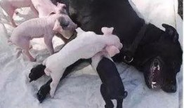 猪崽崽吃瓜,一场与自然的亲密接触