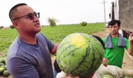 全境吃瓜后续,揭秘娱乐圈背后的秘密与真相