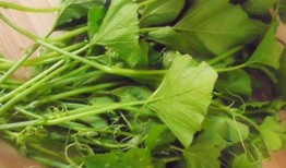 树叶吃瓜总结,揭秘树叶与瓜果的奇妙缘分