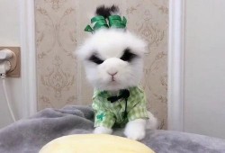 大熊瓜怎么吃,解锁美味新体验