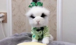 大熊瓜怎么吃,解锁美味新体验