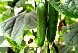 尿酸高可以吃蜜瓜,天然降酸美食推荐