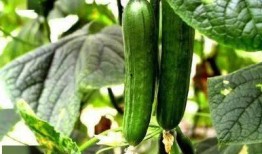 尿酸高可以吃蜜瓜,天然降酸美食推荐