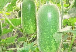 减肥吃荀瓜,绿色健康，轻松瘦身新选择