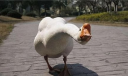 带你吃瓜大白鹅,带你领略“吃瓜大白鹅”的独特魅力