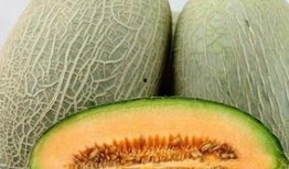 吃哈密瓜什么梗,一场甜蜜的误会引发的美食狂欢