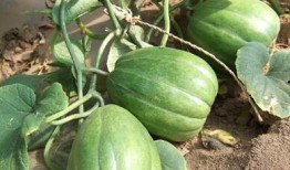 吃瓜从瓜皮开始吃哪部,揭秘“吃瓜从瓜皮开始”的趣味之旅