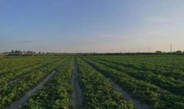 民勤吃瓜事件,一场引发社会关注的网络热议