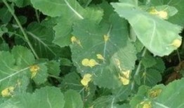 树叶吃瓜总结,揭秘树叶与瓜果的奇妙缘分