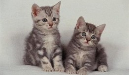 瓜州牧的猫条可以吃吗,揭秘猫咪美食新选择