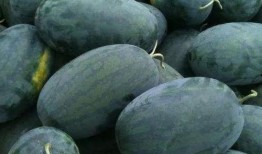 制造吃瓜,揭秘现代制造吃瓜的奇妙之旅