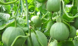 吃瓜的瓜甜不,揭秘吃瓜群众的甜蜜生活