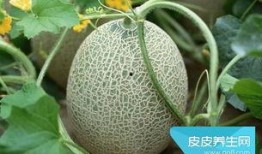 吃哈密瓜什么梗,一场甜蜜的误会引发的美食狂欢