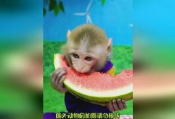 猴吃瓜视频全集,趣味横生的欢乐时光全景回顾