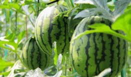 午门村吃瓜,一场别开生面的吃瓜盛宴