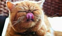 瓜州牧的猫条可以吃吗,揭秘猫咪美食新选择