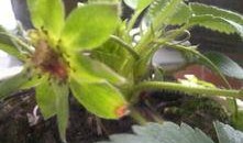 怎样预防小鸟吃瓜,有效预防小鸟偷食瓜果的实用技巧