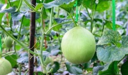 吃瓜嗓子痛视频,揭秘嗓子不适背后的真相