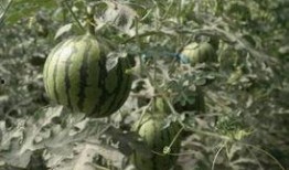 梦见在瓜园里吃瓜,瓜园里的甜蜜诱惑