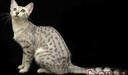 埃及猫吃瓜群,揭秘猫咪社交圈的热闹日常