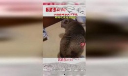 吃瓜奶猫,揭秘猫咪的“美食侦探”生活
