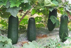 秋后吃瓜在线阅读,一场别开生面的网络阅读盛宴