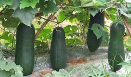 秋后吃瓜在线阅读,一场别开生面的网络阅读盛宴