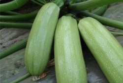 羊角瓜过敏可以吃吗,探索安全饮食指南