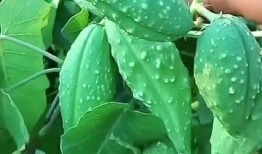 孕妇可以吃瓢子瓜吗,营养与安全的双重保障