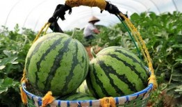 吃瓜播放量,揭秘热门话题背后的秘密