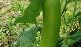 瓠子瓜孕妇可以吃,孕妇的滋补佳品，营养与安全的双重保障