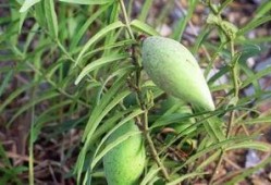 草瓜可以吃吗,天然美食，健康之选