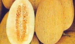 吃哈密瓜会鼻塞,甜蜜背后竟引发鼻塞之谜