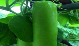 瓠瓜儿童可以吃吗,儿童适宜的蔬菜选择