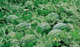 淮南师范吃瓜,吃瓜群众眼中的校园风云录