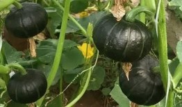 新冠吃贝贝瓜,贝贝瓜成为防疫新宠，助力健康生活