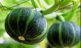 贝贝瓜吃皮吗,揭秘瓜果新吃法