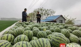 吃瓜连云港,吃瓜群众的欢乐盛宴