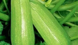 西西吃瓜网,西西吃瓜网带你领略明星幕后故事