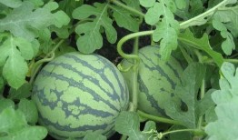 吃瓜探探,网络社交新潮流的幕后故事