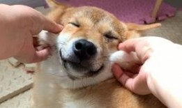 当狗子吃瓜,揭秘宠物界的趣味瞬间