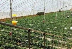 梦见在瓜园里吃瓜,瓜园里的甜蜜诱惑