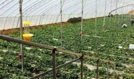 梦见在瓜园里吃瓜,瓜园里的甜蜜诱惑