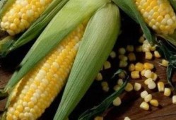 苞米公主吃瓜现场,揭秘娱乐圈幕后风云