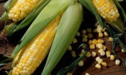 苞米公主吃瓜现场,揭秘娱乐圈幕后风云