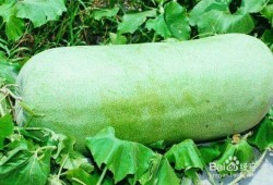 大暑吃瓜乐文章,瓜果飘香，畅享清凉夏日时光