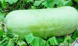 大暑吃瓜乐文章,瓜果飘香，畅享清凉夏日时光