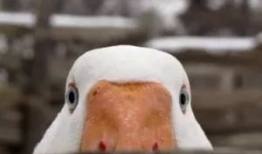 带你吃瓜大白鹅,带你领略“吃瓜大白鹅”的独特魅力