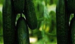 梦里吃瓜周公解梦,周公解梦中的“梦里吃瓜”寓意