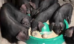 猪崽崽吃瓜,一场与自然的亲密接触